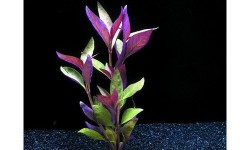 Aqua-decor-7-artfcl-purple-green-flwr