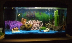 GG - Residential Aquarium  28