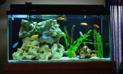 GG - Residential Aquarium  29
