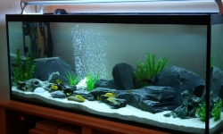 GG - Residential Aquarium  30