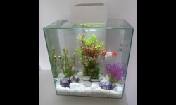 GG - Nano Aquarium  31