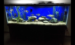 GG - Residential Aquarium  32