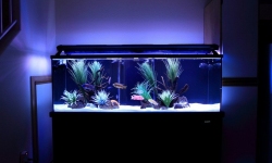 GG - Residential Aquarium  33