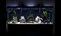 GG - Residential Aquarium  34
