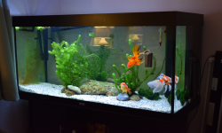 GG - Residential Aquarium  37