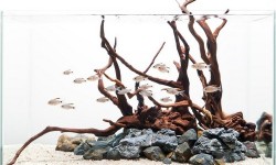 Driftwood Aquascape - 2